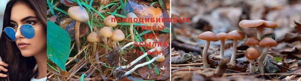 прущие крисы Балабаново